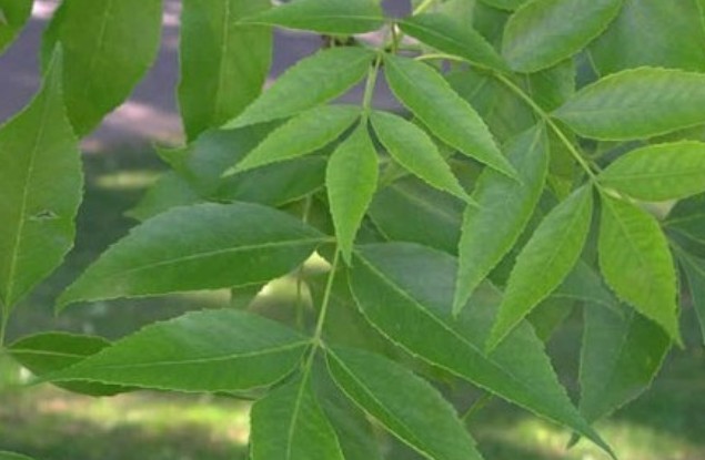 Fraxinus malacophylla seed